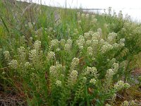 Lepidium campestre 7, Veldkruidkers, Saxifraga-Ed Stikvoort