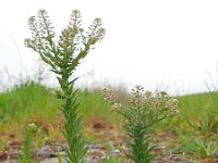 Lepidium campestre 8, Veldkruidkers, Saxifraga-Ed Stikvoort