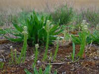 Lepidium campestre 9, Veldkruidkers, Saxifraga-Ed Stikvoort