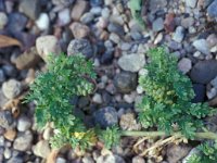 Lepidium didymus