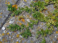 Lepidium didymum 15, Kleine varkenskers, Saxifraga-Ed Stikvoort