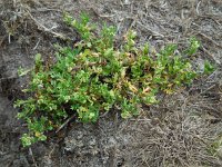 Lepidium didymum 16, Kleine varkenskers, Saxifraga-Ed Stikvoort