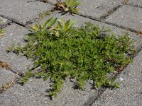 Lepidium didymum 18, Kleine varkenskers, Saxifraga-Ed Stikvoort