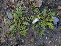 Lepidium didymum 19, Kleine varkenskers, Saxifraga-Ed Stikvoort