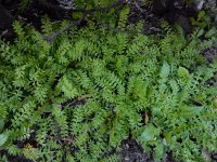 Lepidium didymum 21, Kleine varkenskers, Saxifraga-Ed Stikvoort