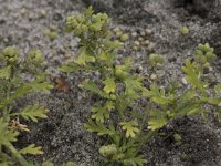 Lepidium didymum 22, Kleine varkenskers, Saxifraga-Willem van Kruijsbergen