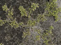 Lepidium didymum 23, Kleine varkenskers, Saxifraga-Willem van Kruijsbergen