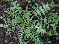 Lepidium didymum 3, Kleine varkenskers, Saxifraga-Rutger Barendse