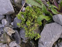 Lepidium didymum 4, Kleine varkenskers, Saxifraga-Peter Meininger