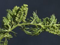 Lepidium didymum 6, Kleine varkenskers, Saxifraga-Willem van Kruijsbergen