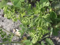 Lepidium didymum 8, Kleine varkenskers, Saxifraga- Peter Meininger