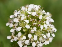 Lepidium heterophyllum