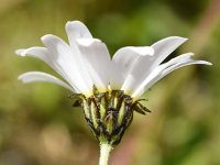 Leucanthemopsis alpina 24, Saxifraga-Sonja Bouwman  Alpine marguerite - Leucanthemopsis alpina - Asteraceae familie