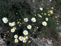 Leucanthemopsis flaveola