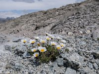 Leucanthemum atratum ssp halleri 5, Saxifraga-Luuk Vermeer