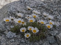 Leucanthemum atratum ssp halleri 6, Saxifraga-Luuk Vermeer