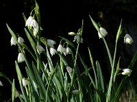 Leucojum aestivum 1, Zomerklokje, Saxifraga-Jan van der Straaten