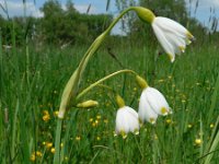 Leucojum aestivum 10, Zomerklokje, Saxifraga-Jan Willem Jongepier