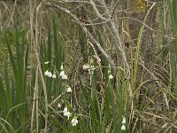 Leucojum aestivum 11, Zomerklokje, Saxifraga-Willem van Kruijsbergen