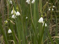 Leucojum aestivum 12, Zomerklokje, Saxifraga-Willem van Kruijsbergen