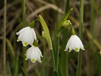 Leucojum aestivum 13, Zomerklokje, Saxifraga-Willem van Kruijsbergen