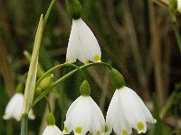 Leucojum aestivum 14, Zomerklokje, Saxifraga-Willem van Kruijsbergen