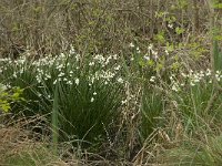 Leucojum aestivum 15, Zomerklokje, Saxifraga-Willem van Kruijsbergen