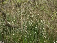 Leucojum aestivum 16, Zomerklokje, Saxifraga-Willem van Kruijsbergen