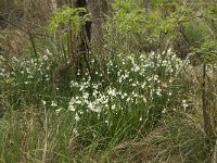 Leucojum aestivum 17, Zomerklokje, Saxifraga-Willem van Kruijsbergen