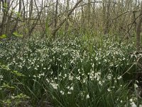 Leucojum aestivum 18, Zomerklokje, Saxifraga-Willem van Kruijsbergen