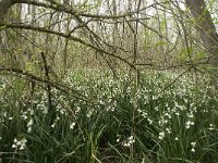 Leucojum aestivum 19, Zomerklokje, Saxifraga-Willem van Kruijsbergen