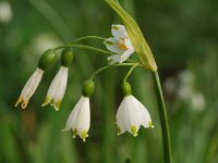 Leucojum aestivum 2, Zomerklokje, Saxifraga-Willem van Kruijsbergen