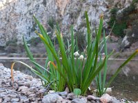 Leucojum aestivum 21, Zomerklokje, Saxifraga-Ed Stikvoort