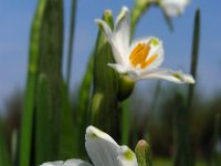 Leucojum aestivum 22, Zomerklokje, Saxifraga-Ed Stikvoort