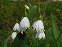 Leucojum aestivum 23, Zomerklokje, Saxifraga-Ed Stikvoort