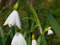 Leucojum aestivum 24, Zomerklokje, Saxifraga-Ed Stikvoort