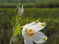 Leucojum aestivum 25, Zomerklokje, Saxifraga-Ed Stikvoort