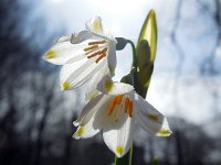 Leucojum aestivum 26, Zomerklokje, Saxifraga-Ed Stikvoort