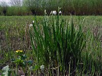 Leucojum aestivum 27, Zomerklokje, Saxifraga-Ed Stikvoort