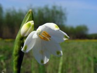 Leucojum aestivum 28, Zomerklokje, Saxifraga-Ed Stikvoort