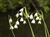 Summer Snowflake (Leucojum aestivum)  Leucojum aestivum : bulb flower, flora, floral, flower, growth, leucojum, Leucojum aestivum, natural, nature, outdoors, outside, petal, spring, springtime, Summer Snowflake, white, flowers, no people, nobody, flower head, plant, vascular plant, wildflower