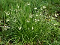 Leucojum aestivum 3, Zomerklokje, Saxifraga-Willem van Kruijsbergen