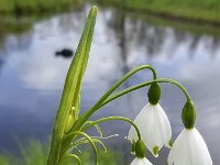 Summer Snowflake (Leucojum aestivum)  Summer Snowflake (Leucojum aestivum) : bulb flower, flora, floral, flower, growth, springtime, leucojum, Leucojum aestivum, natural, nature, petal, spring, Summer Snowflake, white