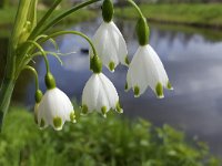 Summer Snowflake (Leucojum aestivum)  Summer Snowflake (Leucojum aestivum) : bulb flower, flora, floral, flower, growth, springtime, leucojum, Leucojum aestivum, natural, nature, petal, spring, Summer Snowflake, white