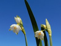 Leucojum aestivum 32, Zomerklokje, Saxifraga-Ed Stikvoort