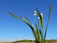 Leucojum aestivum 34, Zomerklokje, Saxifraga-Ed Stikvoort