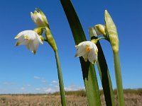 Leucojum aestivum 35, Zomerklokje, Saxifraga-Ed Stikvoort