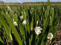 Leucojum aestivum 36, Zomerklokje, Saxifraga-Ed Stikvoort