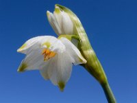 Leucojum aestivum 37, Zomerklokje, Saxifraga-Ed Stikvoort