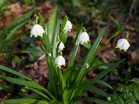 Leucojum aestivum 38, Zomerklokje, Saxifraga-Sonja Bouwman